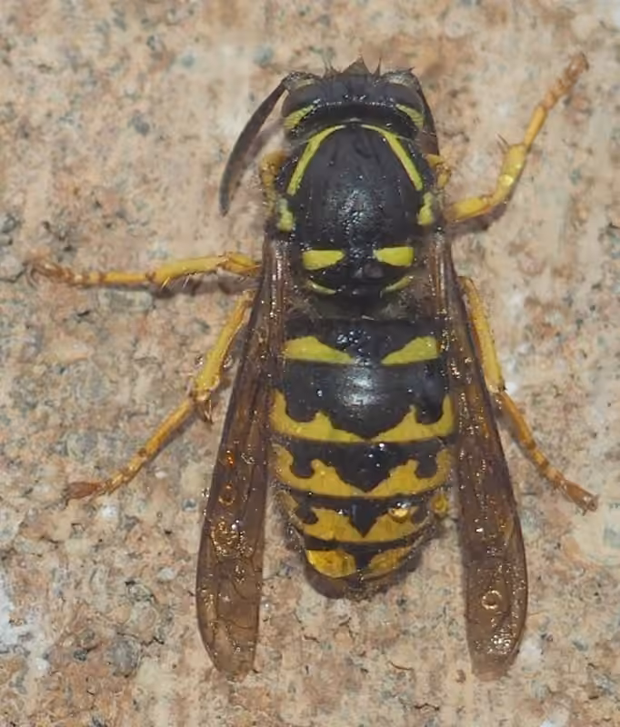 Guêpe jaune, Femelle
