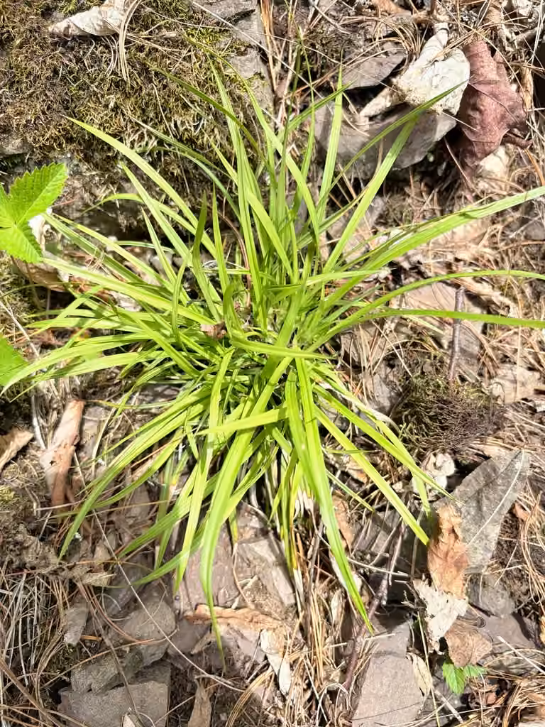 Carex de Back, En fleurs