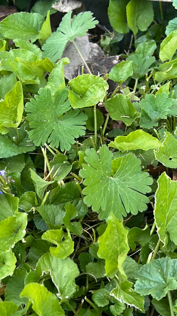 Géranium à tige grêle, Sans fleurs ni fruits