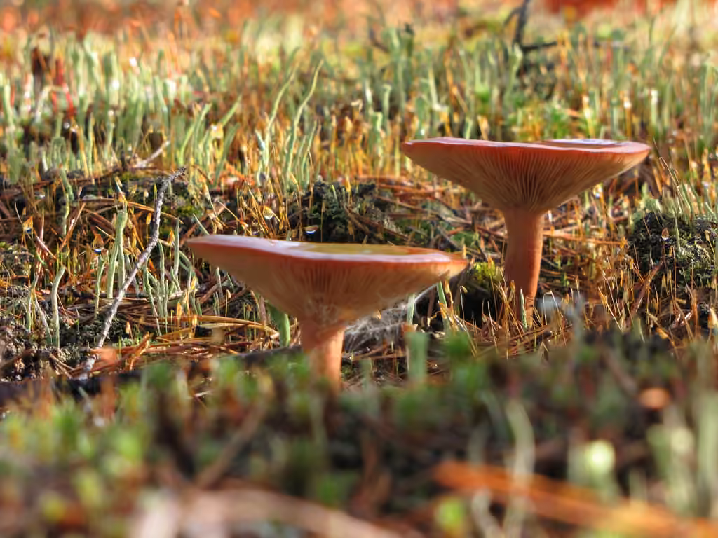 Rufous Milkcap, photo 2 of 5