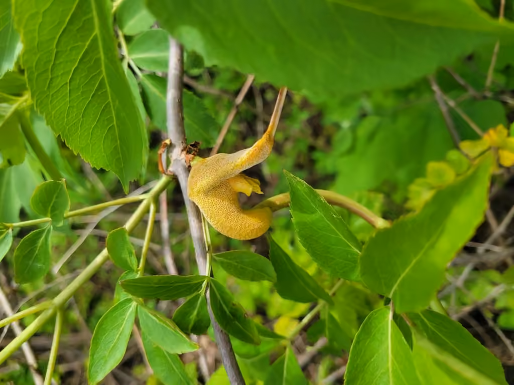 Elderberry Rust, photo 2 of 5