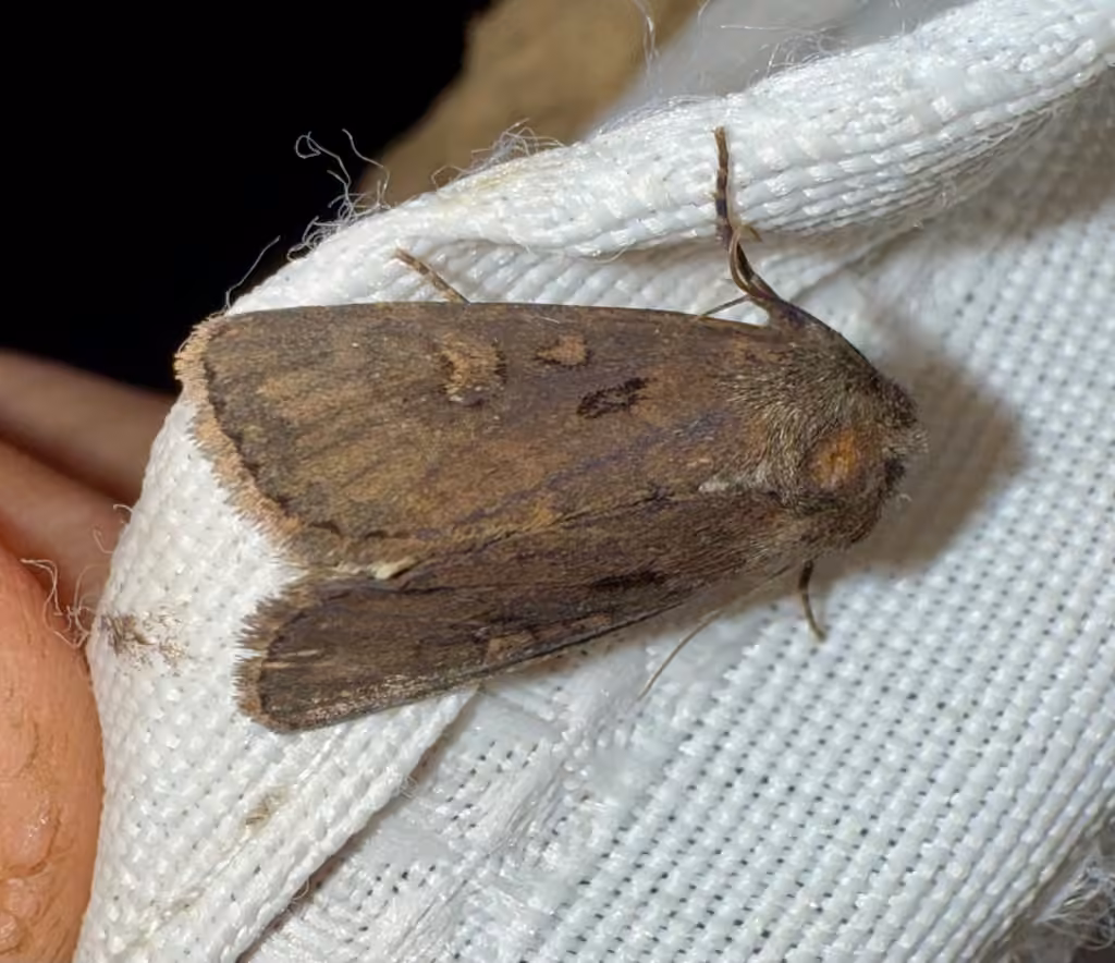 Dock Rustic Moth, Adulte