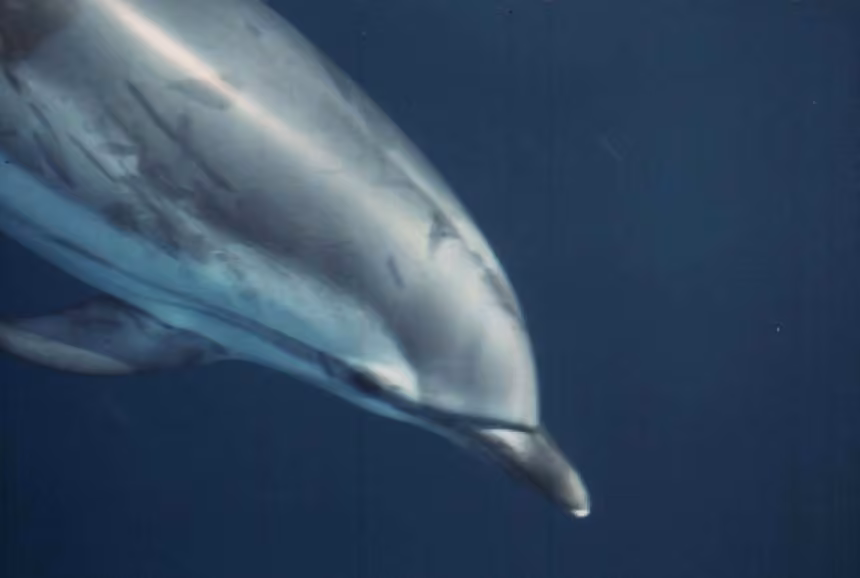 Dauphin bleu, photo 1 sur 5