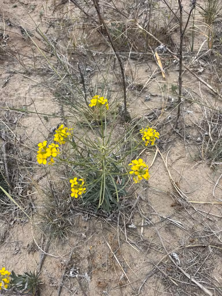 Vélar des prairies, En fruits