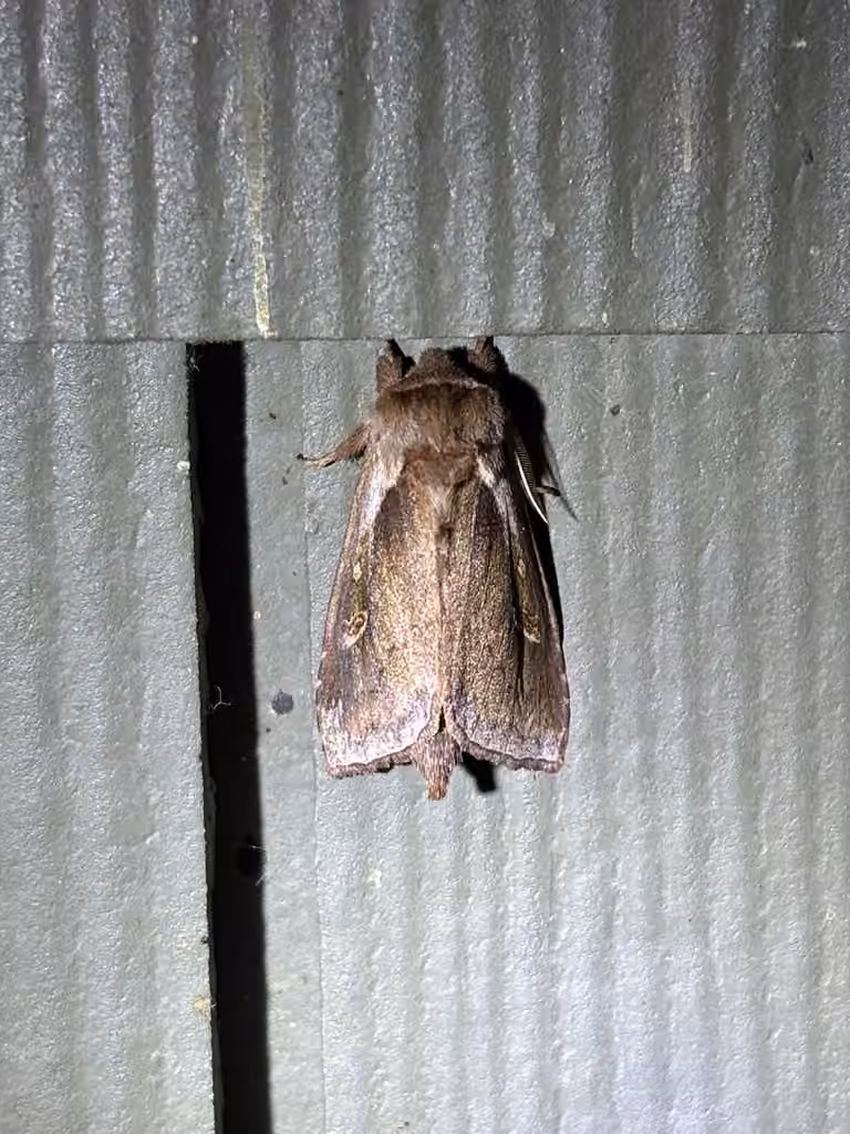 Pickerelweed Borer Moth, photo 3 sur 5