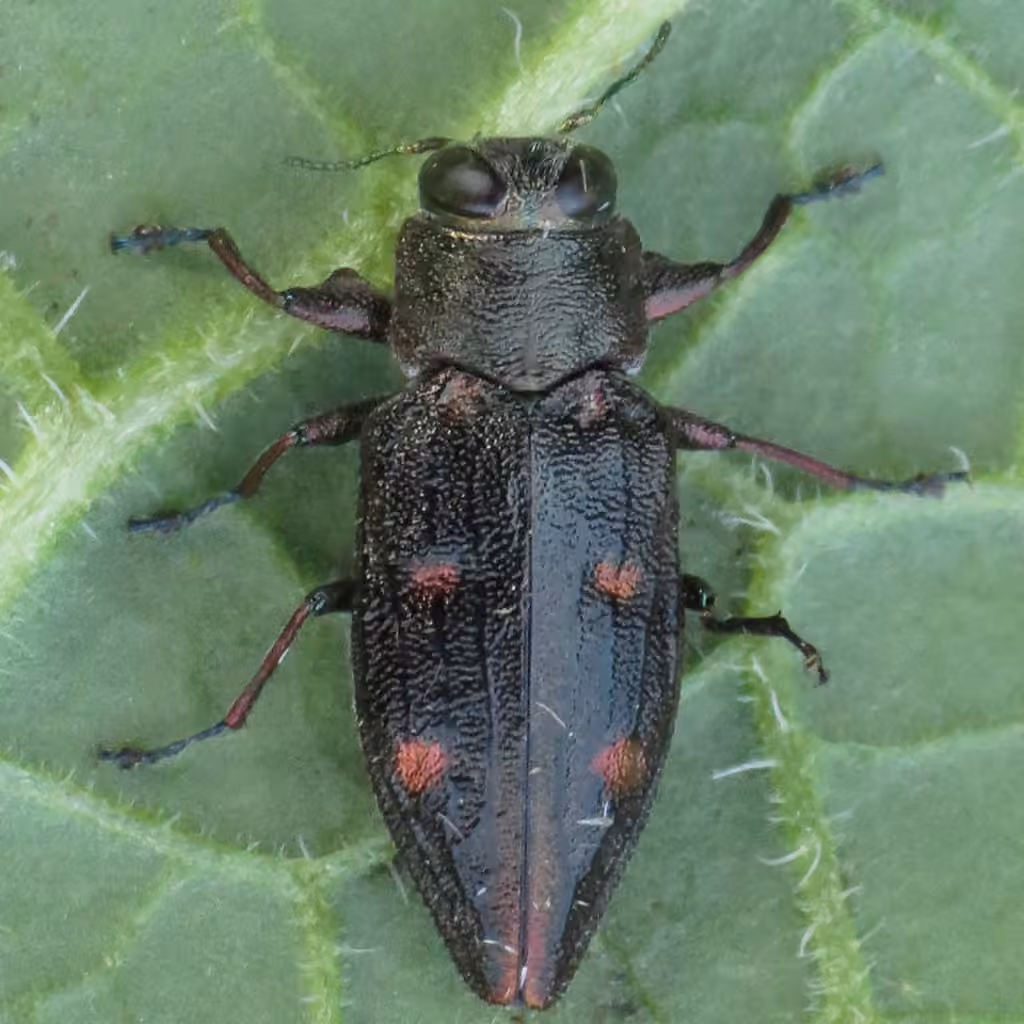 Six-marked Jewel Beetle