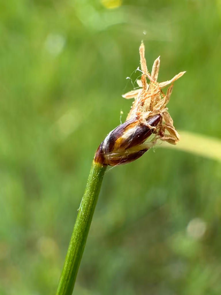 Éléocharide uniglume, En fruits