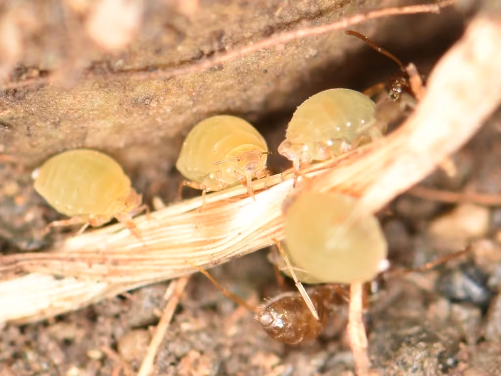 Pistachio-Grass Root Aphid, photo 2 of 5