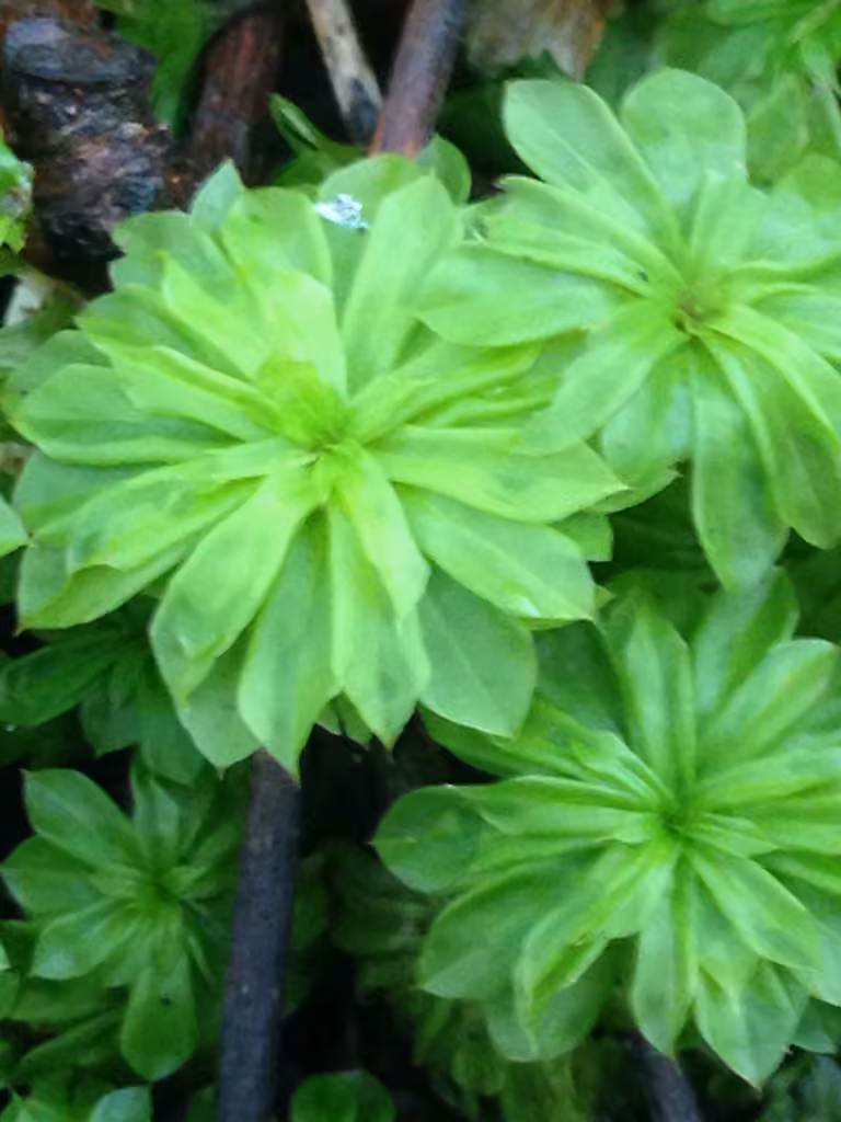 Ontario rhodobryum moss, photo 2 of 5