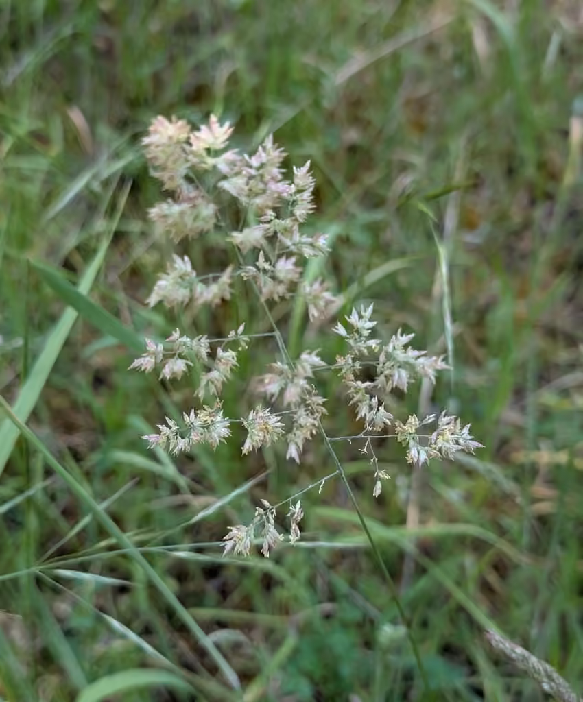 Velvetgrass, In flower