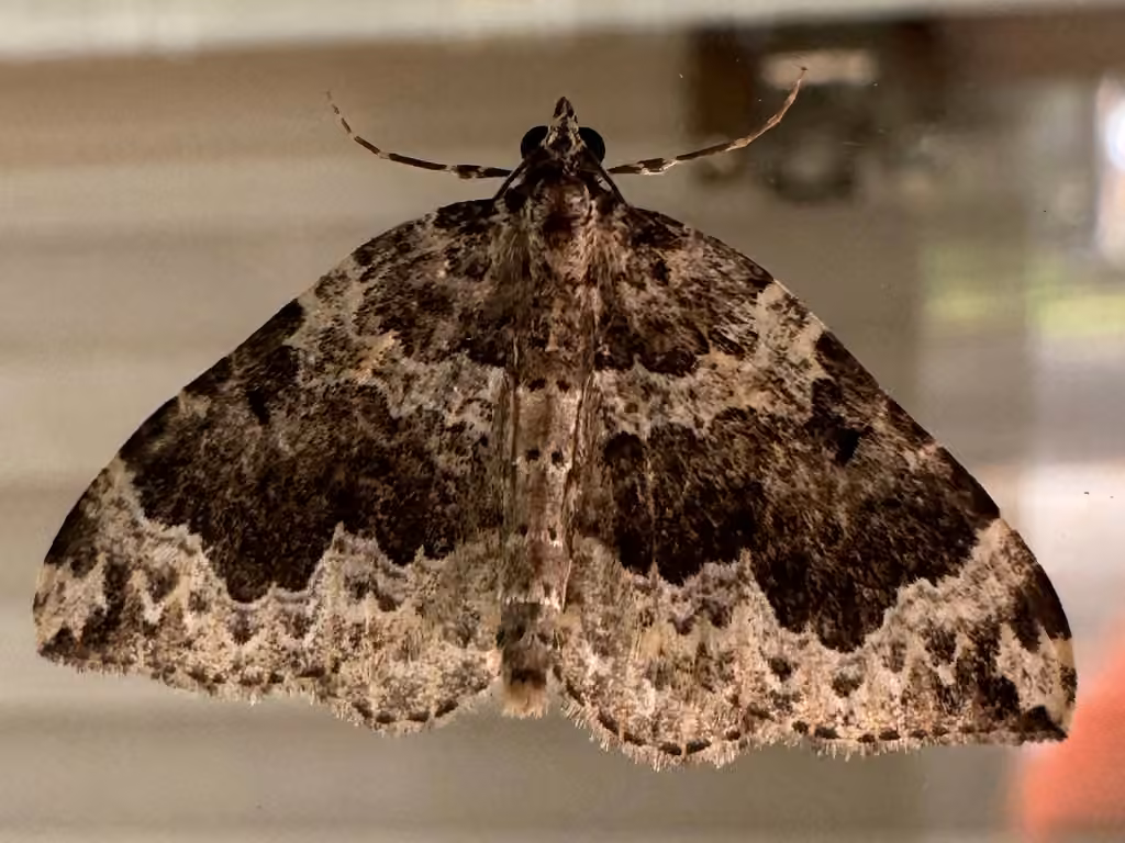 Black-banded Carpet, photo 3 sur 5