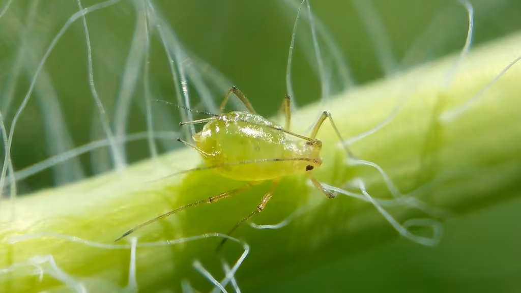 Foxglove Aphid, photo 1 of 5