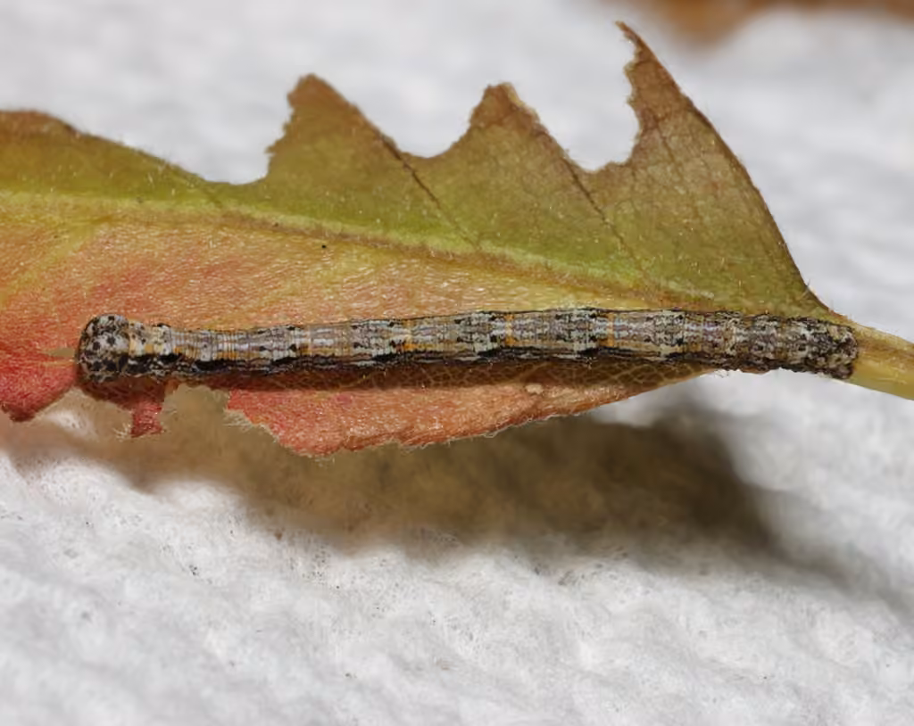 Curved-lined Looper Moth, Chenille