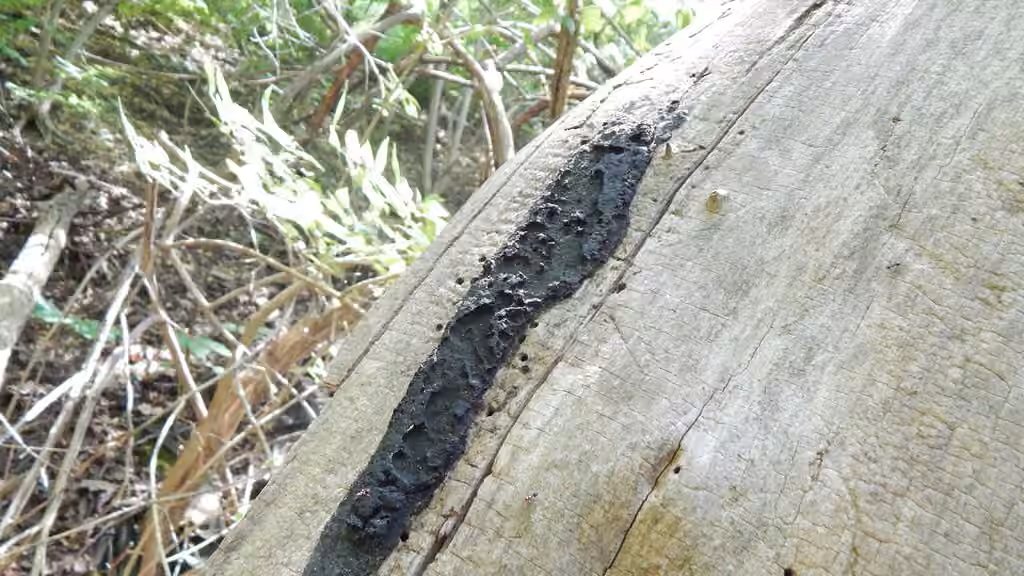 Common Tarcrust, photo 2 of 5