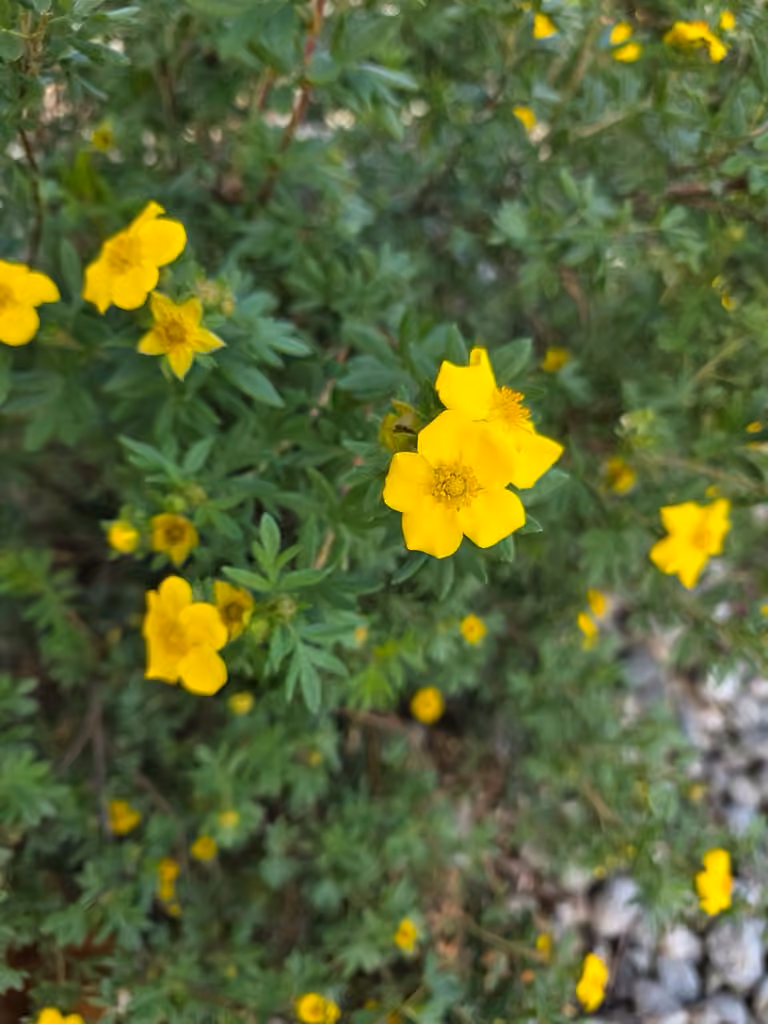 Potentille arbustive, En fleurs