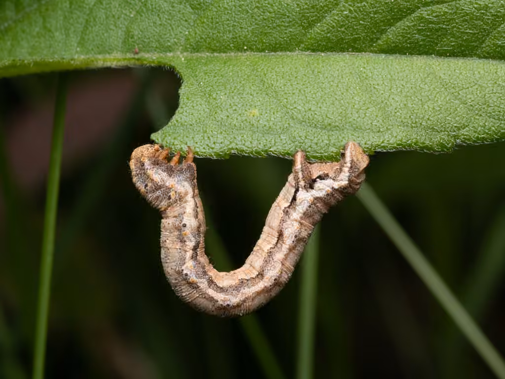 Confused Eusarca Moth, Chenille