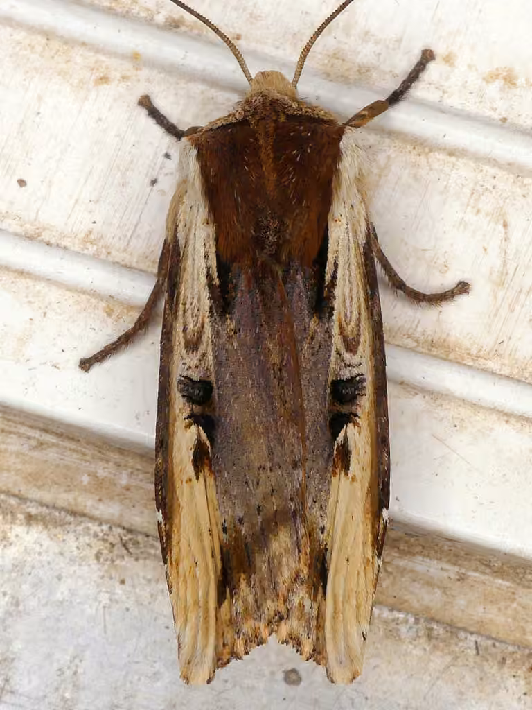 Dot-and-Dash Swordgrass Moth, Adulte