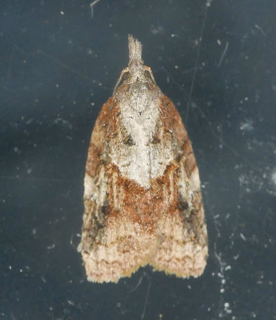 Exasperating Platynota Moth, photo 2 of 5