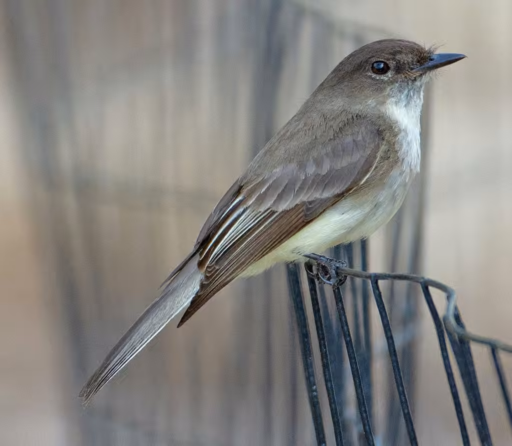 Eastern Phoebe, photo 3 of 5