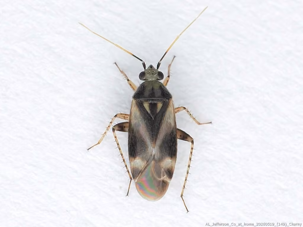 Sycamore plant bug, Femelle
