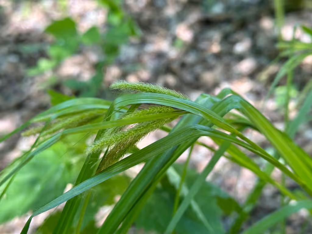 Carex faux-souchet, En boutons