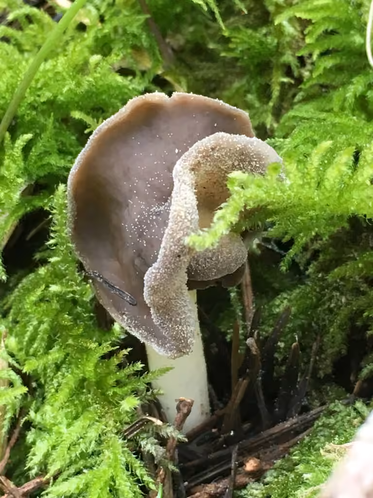 Helvella compressa, photo 2 sur 5