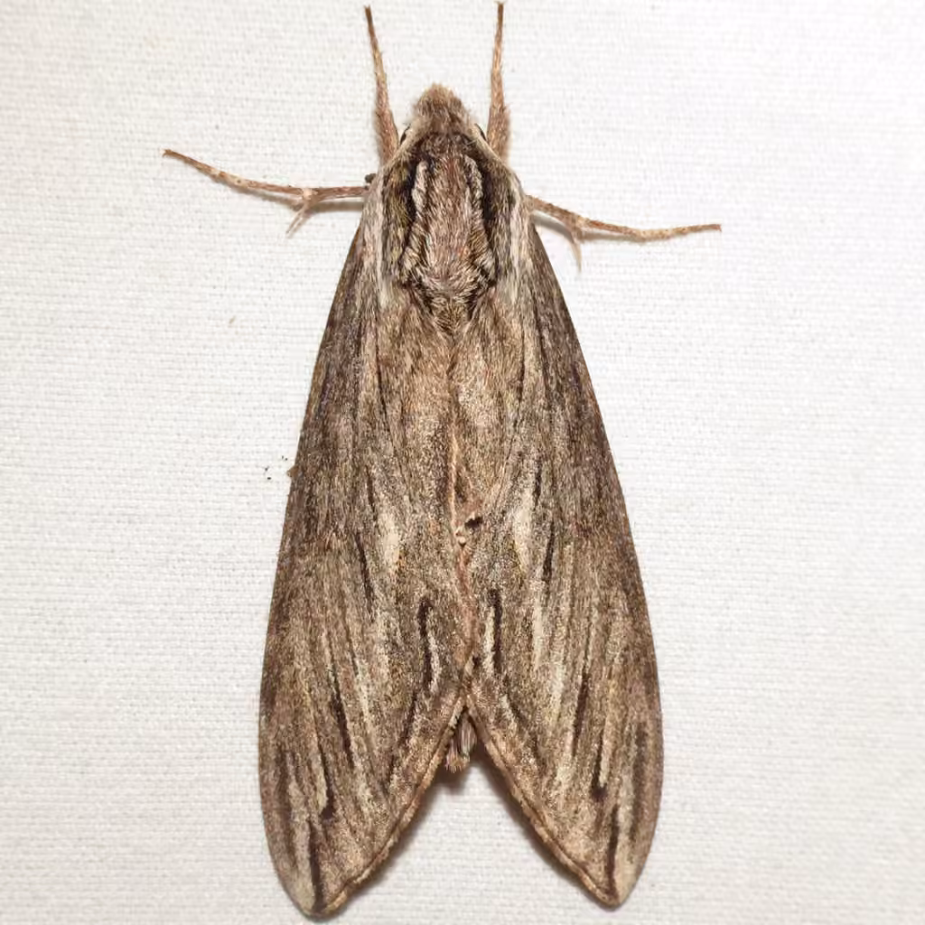 Sphinx du Canada, Adulte
