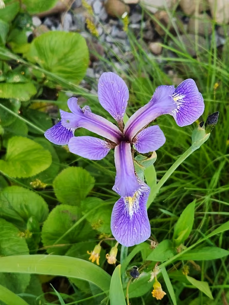 Harlequin blueflag, In flower