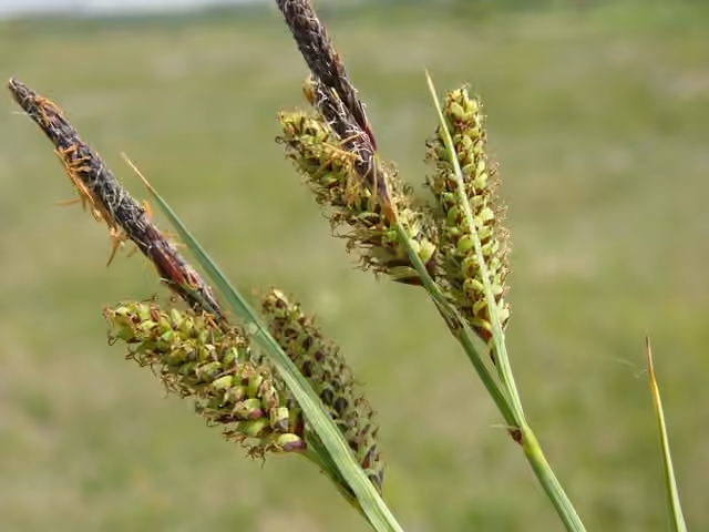 Carex glauque, photo 1 sur 5