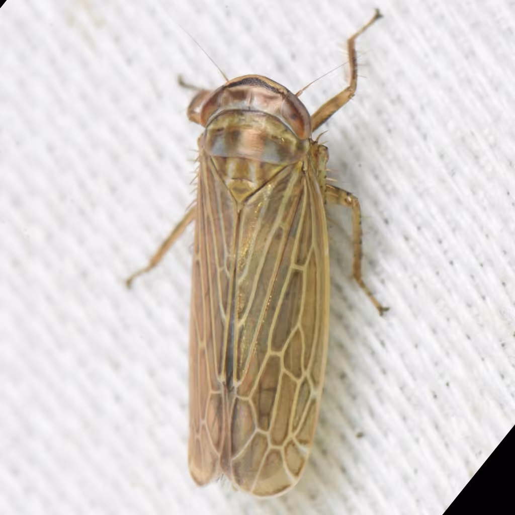 Leafhopper, photo 2 sur 5