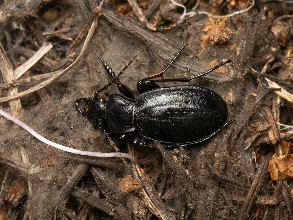 Gravel Ground Beetle, Male