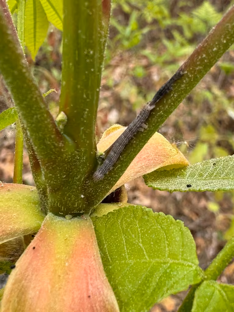 Epione Underwing, Caterpillar