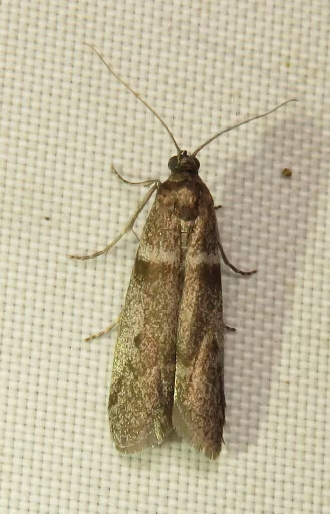 Myelopsis subtetricella, photo 3 of 5