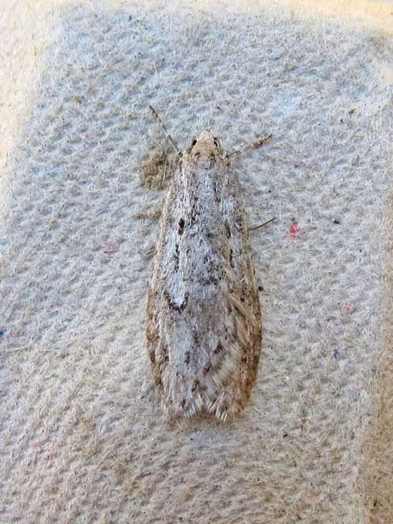 Pale Semioscopis, Adulte