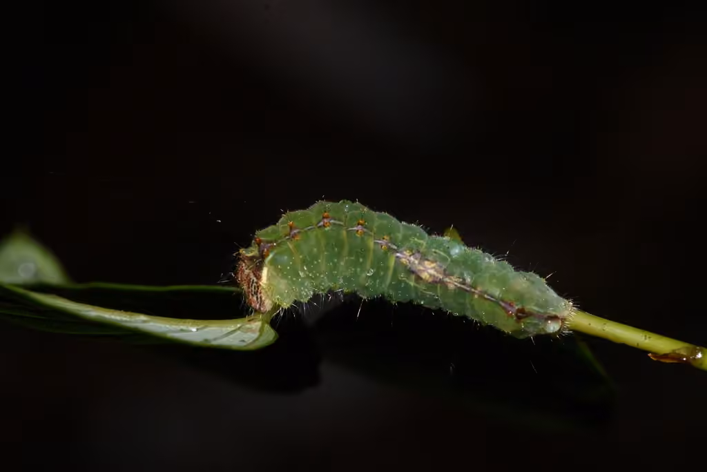Clear Dagger, Chenille