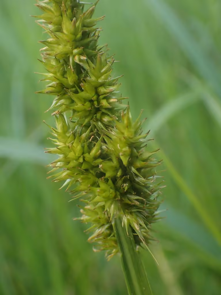 Stalk-grain sedge, In fruit