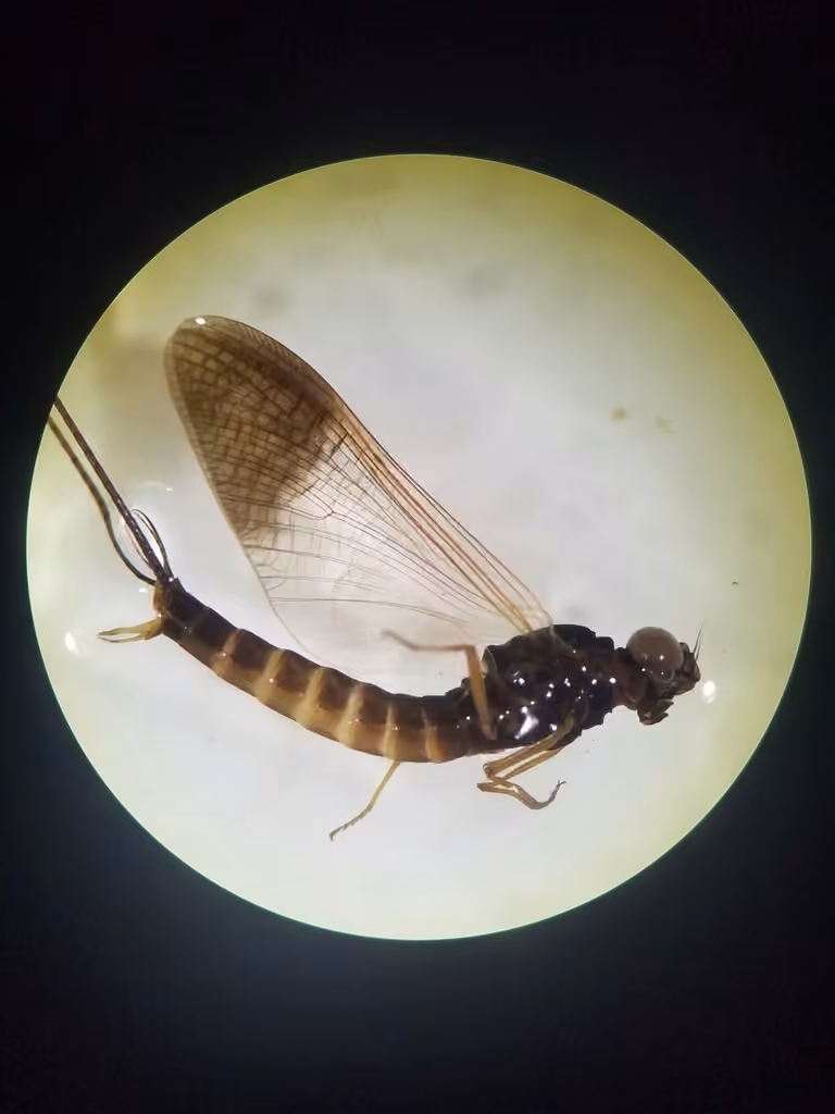 Cloudy prong-gilled mayfly, Male