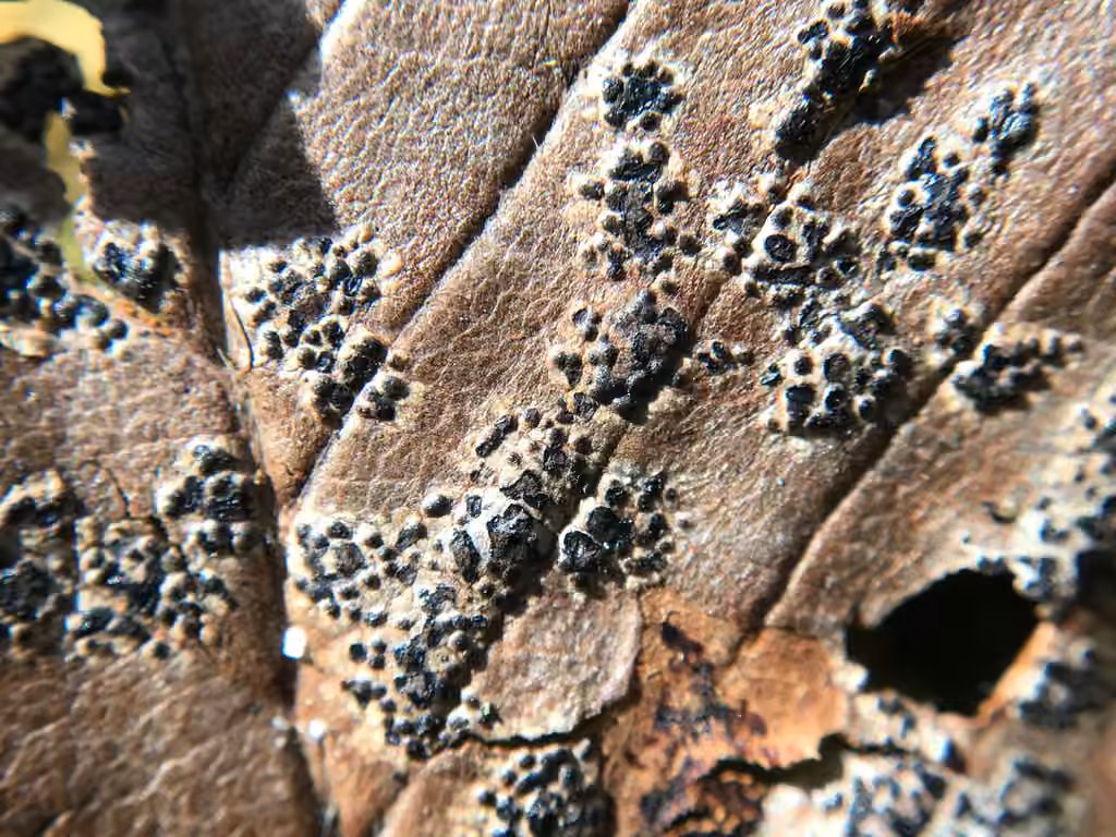 Platychora ulmi