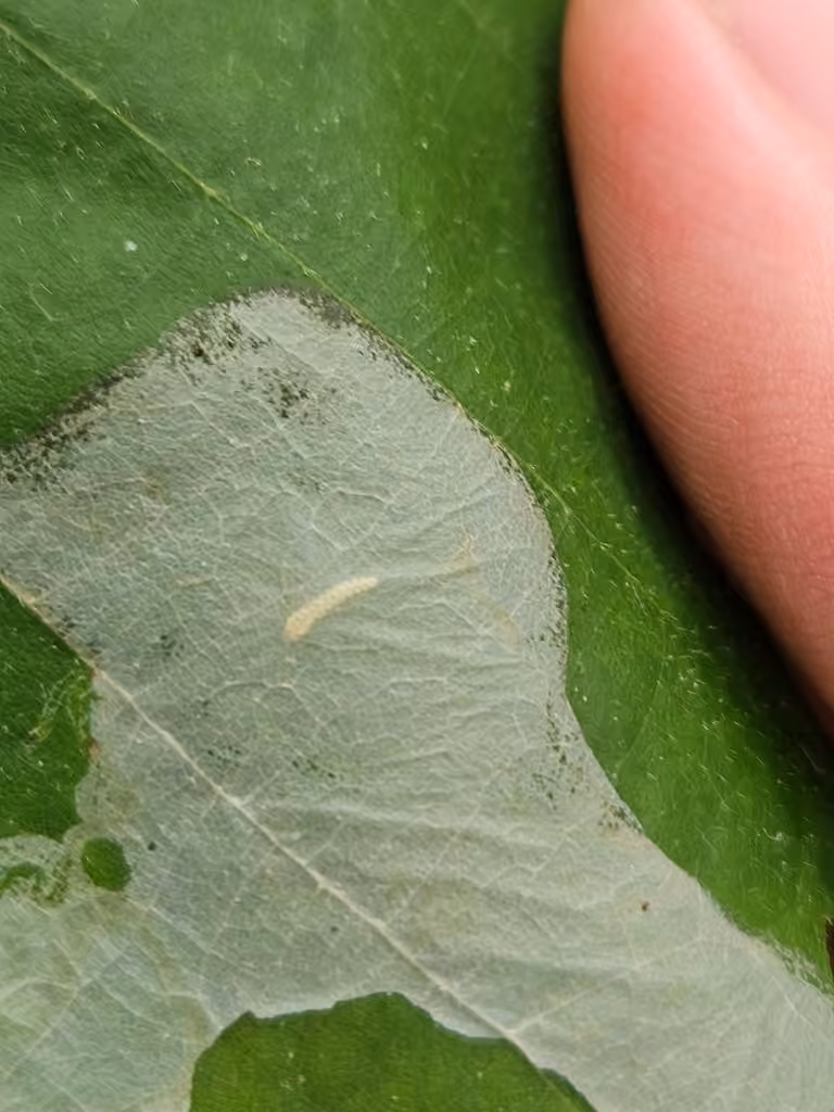Cryptolectica strigosa, Larva
