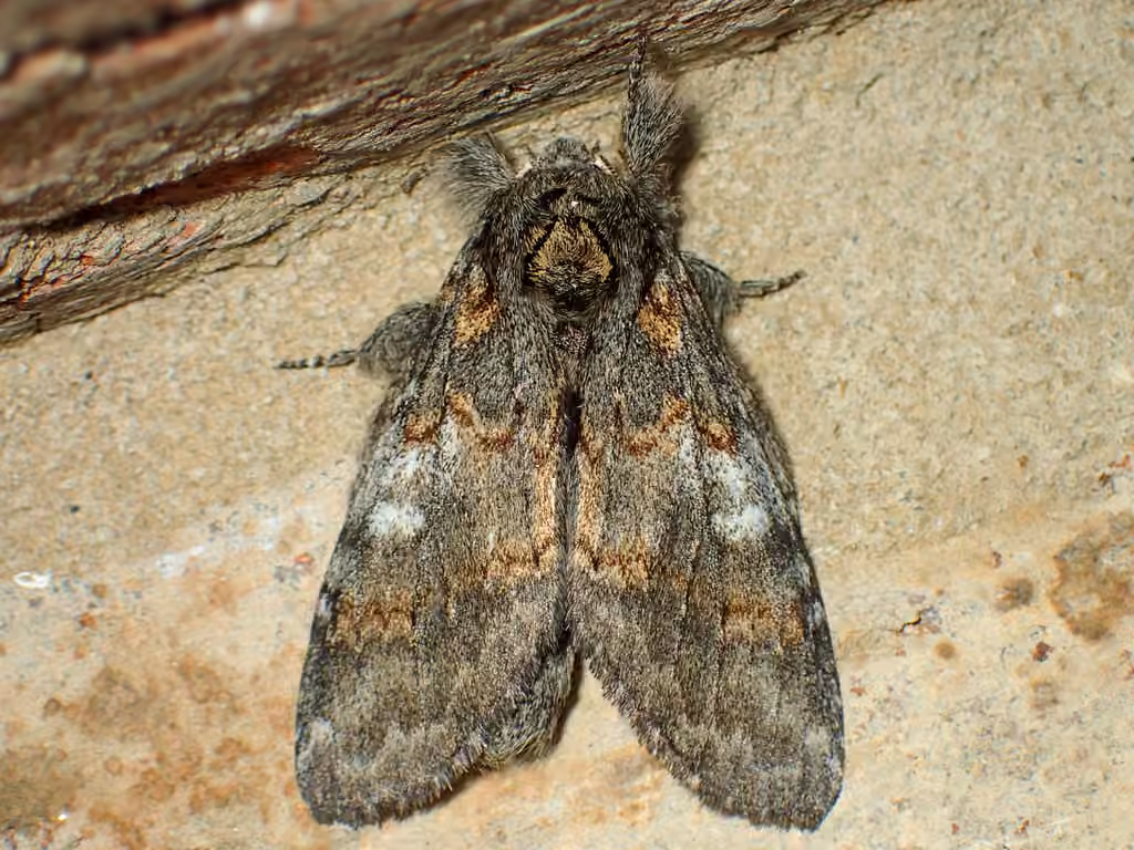 Angulose Prominent, photo 1 sur 5