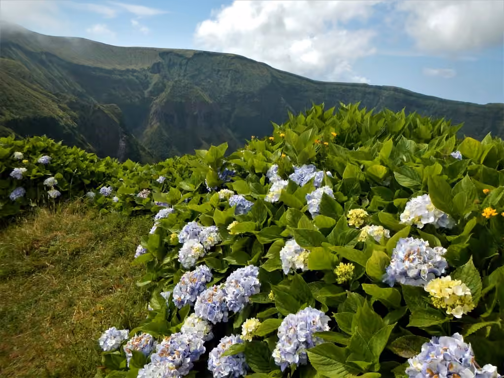 Hortensia à grandes feuilles, photo 3 sur 5