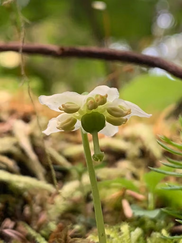 Monésès uniflore, En fleurs