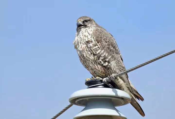 Gyrfalcon, photo 3 of 5