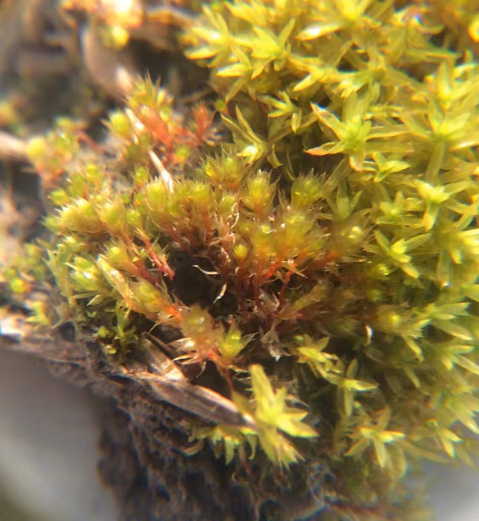 Bryum violet, photo 2 sur 5