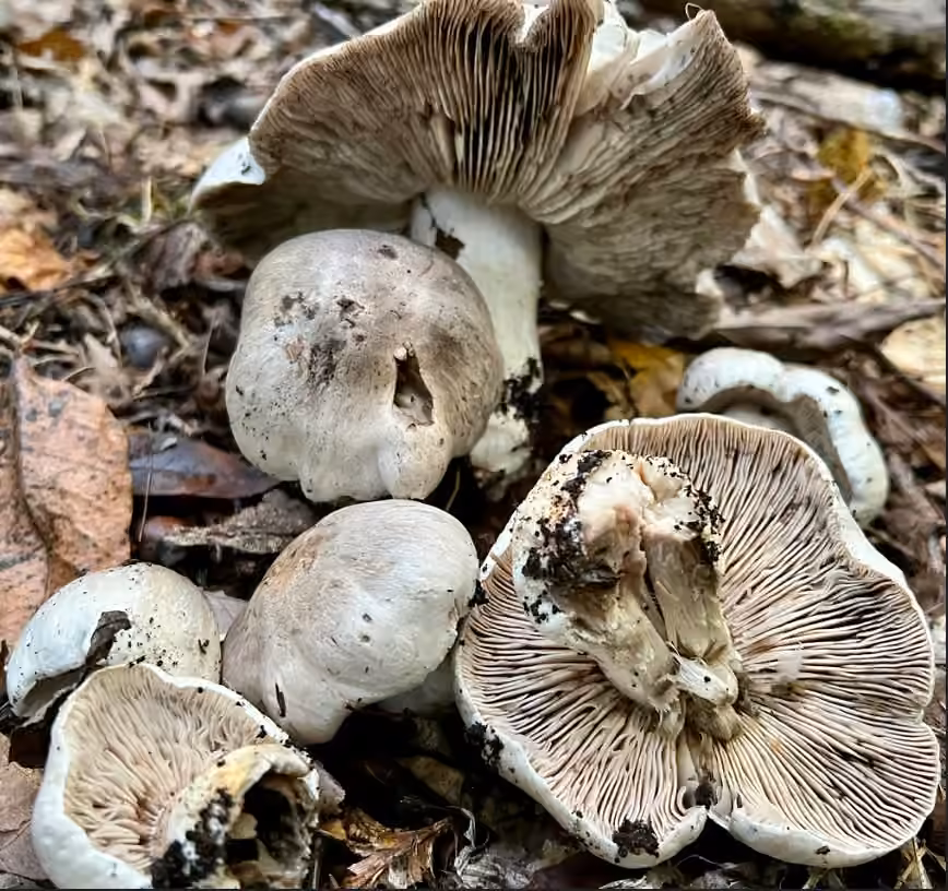 Tricholoma pullum, photo 2 sur 5