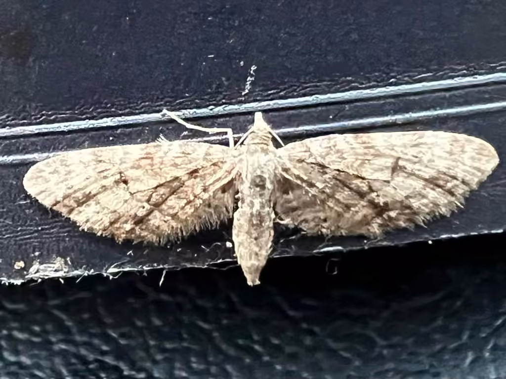 Larch Pug Moth, Female