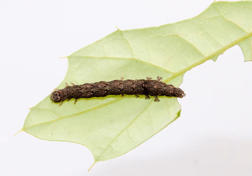 Similar Underwing, Chenille