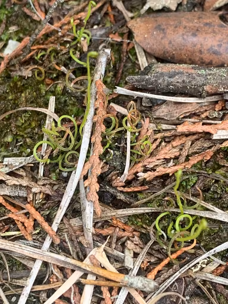 Little curlygrass fern, photo 3 of 5