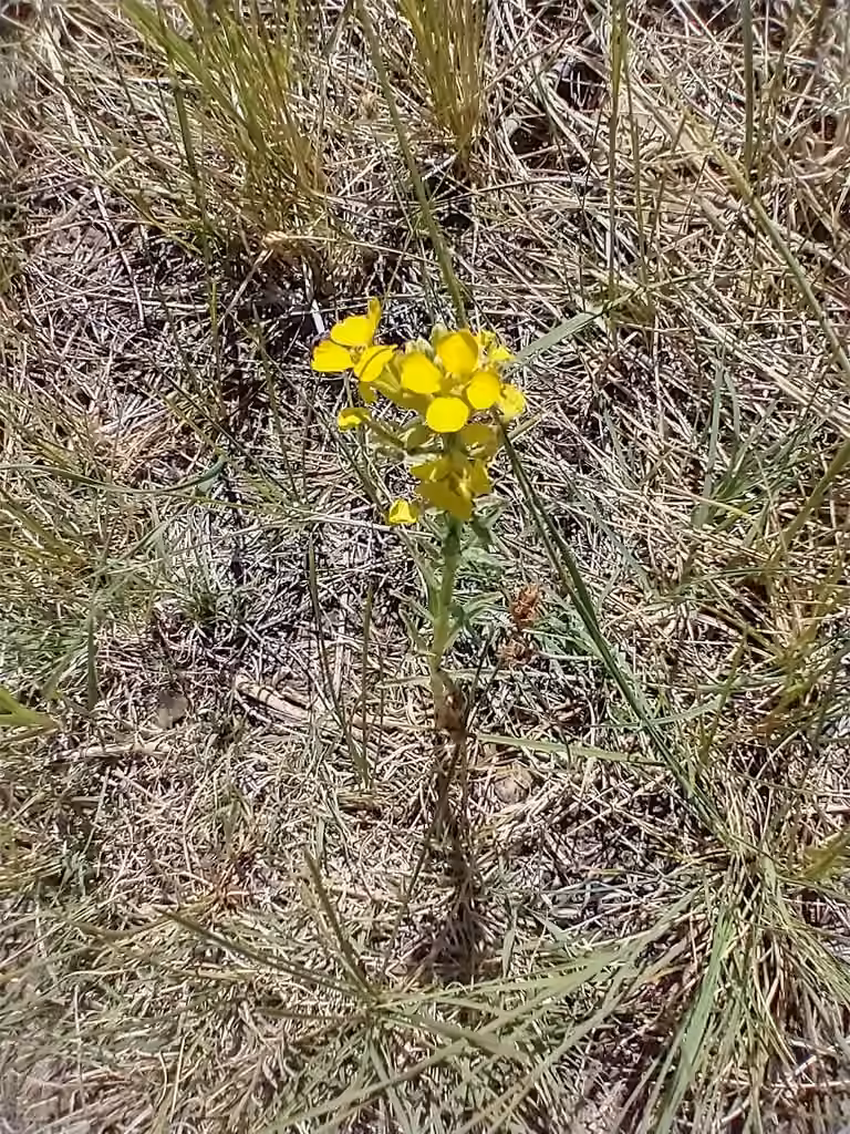 Vélar des prairies, En fleurs