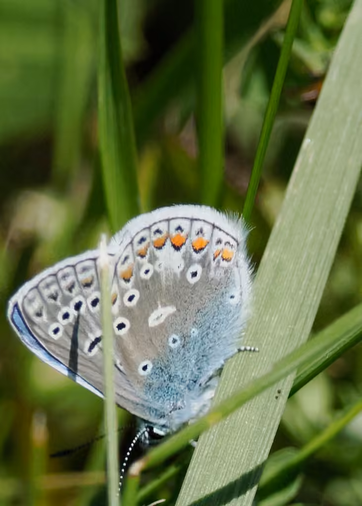 Azuré commun, Mâle